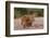 A lion and lioness  alert but resting together. Chobe National Park, Kasane, Botswana.-Sergio Pitamitz-Framed Photographic Print