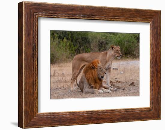 A lion and lioness  alert but resting together. Chobe National Park, Kasane, Botswana.-Sergio Pitamitz-Framed Photographic Print