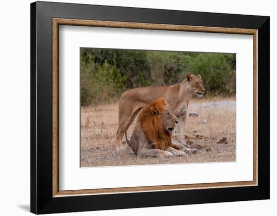 A lion and lioness  alert but resting together. Chobe National Park, Kasane, Botswana.-Sergio Pitamitz-Framed Photographic Print