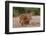 A lion and lioness  alert but resting together. Chobe National Park, Kasane, Botswana.-Sergio Pitamitz-Framed Photographic Print