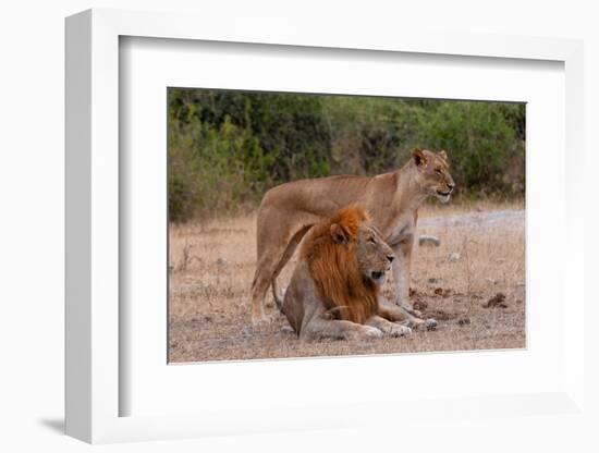 A lion and lioness  alert but resting together. Chobe National Park, Kasane, Botswana.-Sergio Pitamitz-Framed Photographic Print