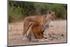 A lion and lioness  alert but resting together. Chobe National Park, Kasane, Botswana.-Sergio Pitamitz-Mounted Photographic Print