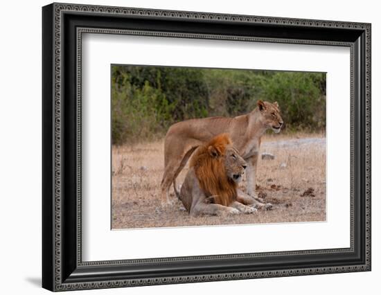 A lion and lioness  alert but resting together. Chobe National Park, Kasane, Botswana.-Sergio Pitamitz-Framed Photographic Print