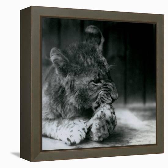 A Lion Cub Feeding at ZSL London Zoo in 1927 (B/W Photo)-Frederick William Bond-Framed Premier Image Canvas