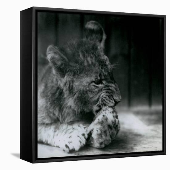 A Lion Cub Feeding at ZSL London Zoo in 1927 (B/W Photo)-Frederick William Bond-Framed Premier Image Canvas