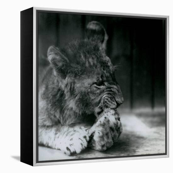 A Lion Cub Feeding at ZSL London Zoo in 1927 (B/W Photo)-Frederick William Bond-Framed Premier Image Canvas