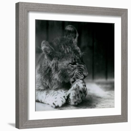 A Lion Cub Feeding at ZSL London Zoo in 1927 (B/W Photo)-Frederick William Bond-Framed Giclee Print