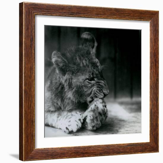 A Lion Cub Feeding at ZSL London Zoo in 1927 (B/W Photo)-Frederick William Bond-Framed Giclee Print