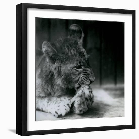 A Lion Cub Feeding at ZSL London Zoo in 1927 (B/W Photo)-Frederick William Bond-Framed Giclee Print