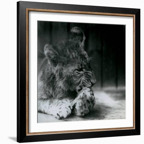 A Lion Cub Feeding at ZSL London Zoo in 1927 (B/W Photo)-Frederick William Bond-Framed Giclee Print