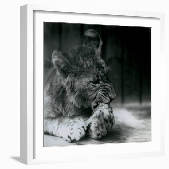 A Lion Cub Feeding at ZSL London Zoo in 1927 (B/W Photo)-Frederick William Bond-Framed Giclee Print