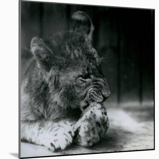 A Lion Cub Feeding at ZSL London Zoo in 1927 (B/W Photo)-Frederick William Bond-Mounted Giclee Print