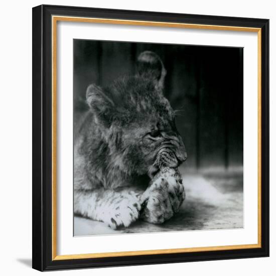 A Lion Cub Feeding at ZSL London Zoo in 1927 (B/W Photo)-Frederick William Bond-Framed Giclee Print