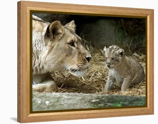 A Lion Cub Peeks into the World While Sitting Next to Its Mother Inka at the Munich Zoo-null-Framed Premier Image Canvas