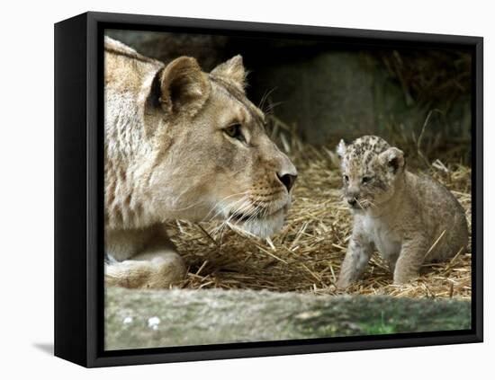 A Lion Cub Peeks into the World While Sitting Next to Its Mother Inka at the Munich Zoo-null-Framed Premier Image Canvas