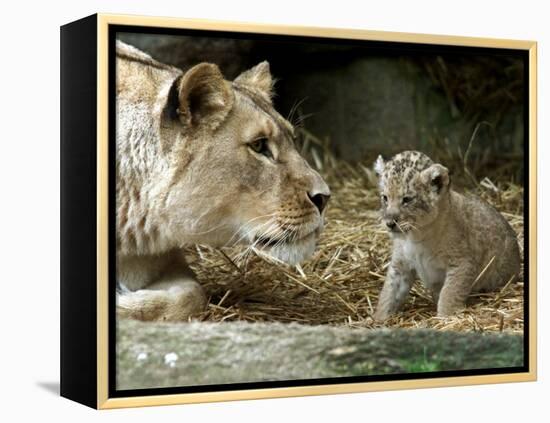A Lion Cub Peeks into the World While Sitting Next to Its Mother Inka at the Munich Zoo-null-Framed Premier Image Canvas