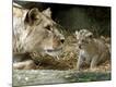 Premium Photographic Print