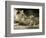 A Lion Cub Peeks into the World While Sitting Next to Its Mother Inka at the Munich Zoo-null-Framed Photographic Print