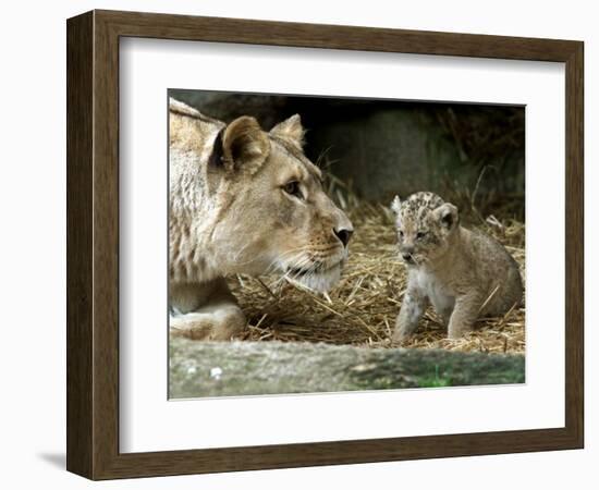 A Lion Cub Peeks into the World While Sitting Next to Its Mother Inka at the Munich Zoo-null-Framed Photographic Print