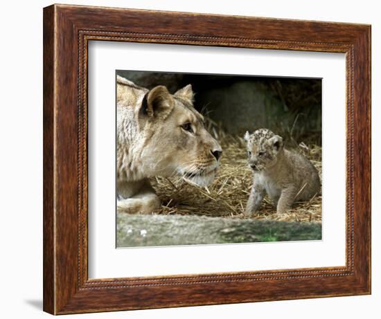 A Lion Cub Peeks into the World While Sitting Next to Its Mother Inka at the Munich Zoo-null-Framed Photographic Print