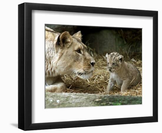 A Lion Cub Peeks into the World While Sitting Next to Its Mother Inka at the Munich Zoo-null-Framed Photographic Print