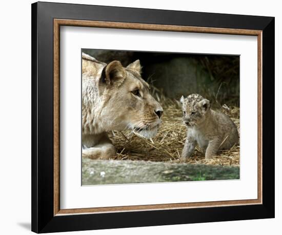 A Lion Cub Peeks into the World While Sitting Next to Its Mother Inka at the Munich Zoo-null-Framed Photographic Print