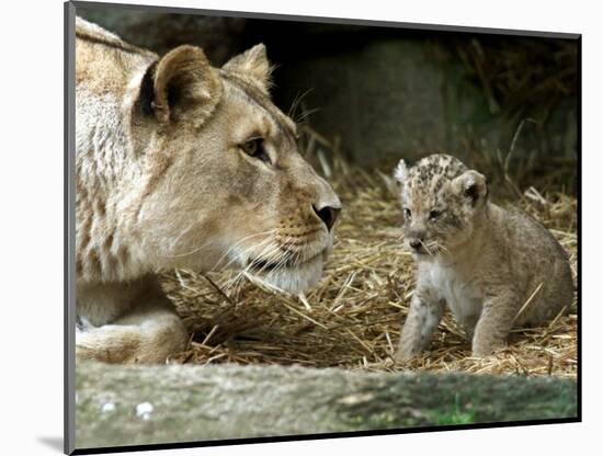 A Lion Cub Peeks into the World While Sitting Next to Its Mother Inka at the Munich Zoo-null-Mounted Photographic Print