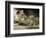 A Lion Cub Peeks into the World While Sitting Next to Its Mother Inka at the Munich Zoo-null-Framed Photographic Print