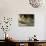 A Lion Cub Peeks into the World While Sitting Next to Its Mother Inka at the Munich Zoo-null-Photographic Print displayed on a wall