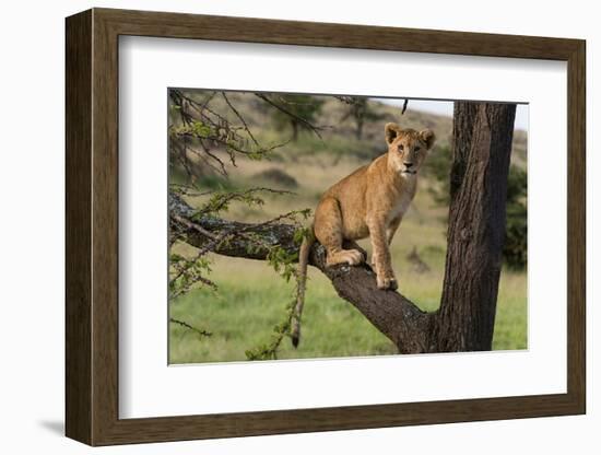 A lion cub sitting on the branch of a tree. Masai Mara National Reserve, Kenya, Africa.-Sergio Pitamitz-Framed Photographic Print