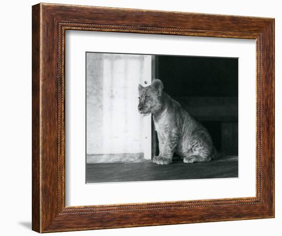A Lion Cub Sitting on the Floor at London Zoo in 1930 (B/W Photo)-Frederick William Bond-Framed Giclee Print