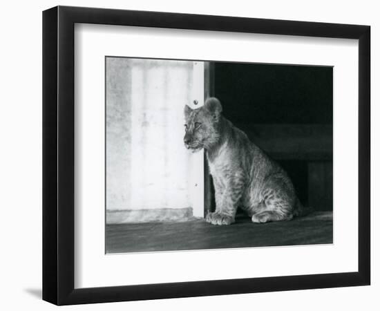 A Lion Cub Sitting on the Floor at London Zoo in 1930 (B/W Photo)-Frederick William Bond-Framed Giclee Print