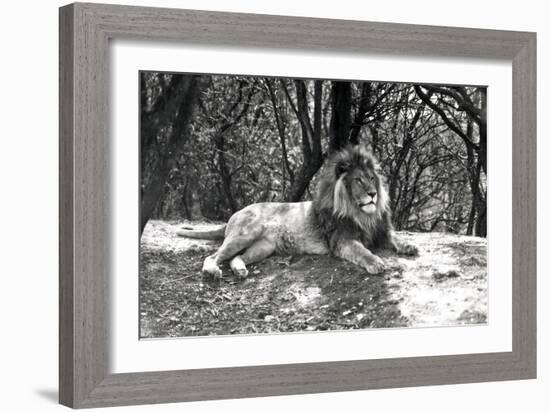 A Lion Lying Down Photographed at Whipsnade Zoo, 1935-Frederick William Bond-Framed Photographic Print