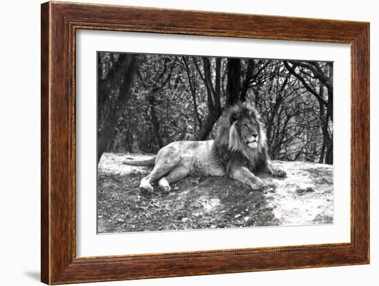 A Lion Lying Down Photographed at Whipsnade Zoo, 1935-Frederick William Bond-Framed Photographic Print