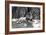 A Lion Lying Down Photographed at Whipsnade Zoo, 1935-Frederick William Bond-Framed Photographic Print