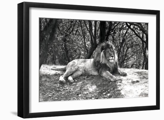 A Lion Lying Down Photographed at Whipsnade Zoo, 1935-Frederick William Bond-Framed Photographic Print