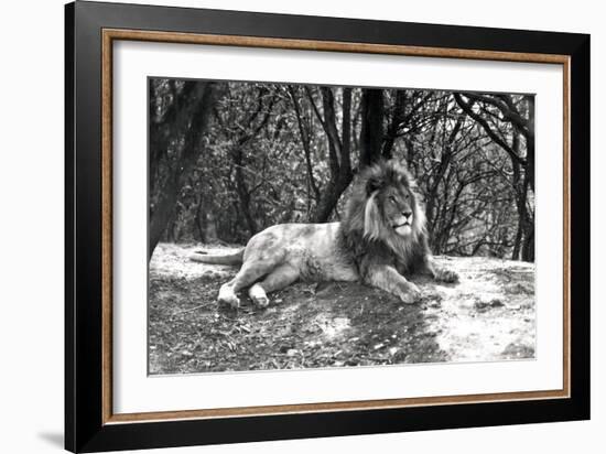 A Lion Lying Down Photographed at Whipsnade Zoo, 1935-Frederick William Bond-Framed Photographic Print