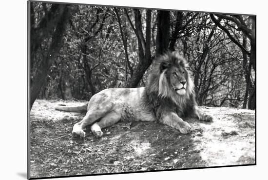 A Lion Lying Down Photographed at Whipsnade Zoo, 1935-Frederick William Bond-Mounted Photographic Print