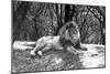 A Lion Lying Down Photographed at Whipsnade Zoo, 1935-Frederick William Bond-Mounted Photographic Print