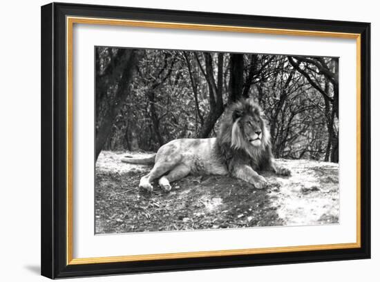 A Lion Lying Down Photographed at Whipsnade Zoo, 1935-Frederick William Bond-Framed Photographic Print