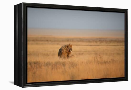 A Lion, Panthera Leo, Looks Out over Grassland at Sunrise-Alex Saberi-Framed Premier Image Canvas