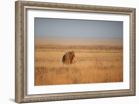 A Lion, Panthera Leo, Looks Out over Grassland at Sunrise-Alex Saberi-Framed Photographic Print