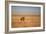 A Lion, Panthera Leo, Looks Out over Grassland at Sunrise-Alex Saberi-Framed Photographic Print