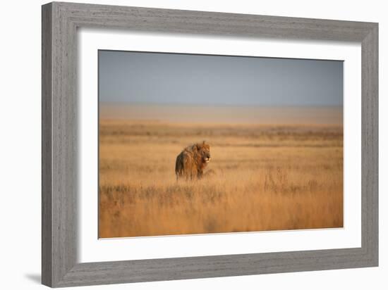 A Lion, Panthera Leo, Looks Out over Grassland at Sunrise-Alex Saberi-Framed Photographic Print