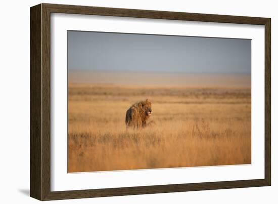 A Lion, Panthera Leo, Looks Out over Grassland at Sunrise-Alex Saberi-Framed Photographic Print