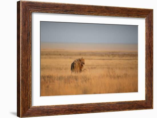 A Lion, Panthera Leo, Looks Out over Grassland at Sunrise-Alex Saberi-Framed Photographic Print