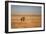 A Lion, Panthera Leo, Looks Out over Grassland at Sunrise-Alex Saberi-Framed Photographic Print