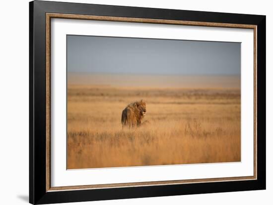 A Lion, Panthera Leo, Looks Out over Grassland at Sunrise-Alex Saberi-Framed Photographic Print