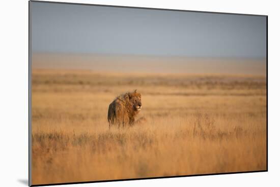 A Lion, Panthera Leo, Looks Out over Grassland at Sunrise-Alex Saberi-Mounted Photographic Print