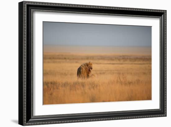 A Lion, Panthera Leo, Looks Out over Grassland at Sunrise-Alex Saberi-Framed Photographic Print